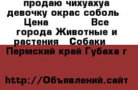 продаю чихуахуа девочку,окрас соболь › Цена ­ 25 000 - Все города Животные и растения » Собаки   . Пермский край,Губаха г.